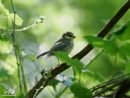 Blue tit - Modraszka